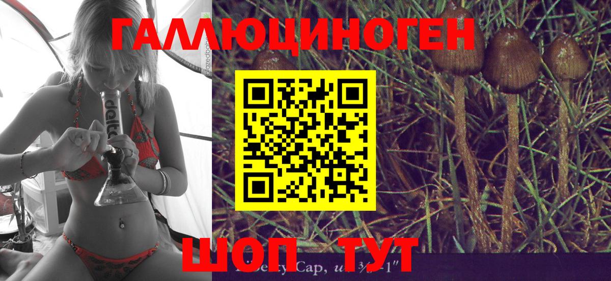 Псилоцибиновые грибы Psilocybe Чехов